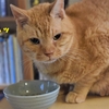 趣味、盗み食べ