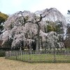 【京都】「京都御苑」「有栖川宮旧邸」「熊野若王子神社」に桜の花を見に行ってきました。