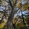 今日（１１月７日）は、立冬です。