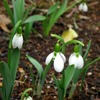 スノードロップ