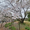 🌸六義園 しだれ桜が見頃になってます😊