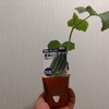 きゅうり　植え直し