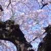 写真　隅田川の桜　　　一行詩