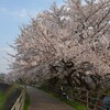 旧草津川桜並木その１