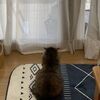 猫がいる生活　＠１７