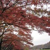 武蔵野公園_紅葉（東京都小金井市・府中市）