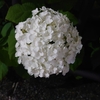 常泉院の紫陽花…