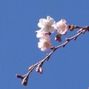 冬桜