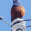 淀川河川敷の野鳥