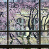 京都府庁旧館・中庭の桜