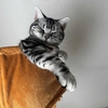 同じ場所に立つ猫の姿