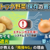 ジャガイモ保管の「信頼性試験」：リンゴによる芽出し抑制と、その後のリサイクル術