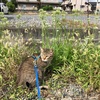 野ニラの花咲く頃ぉ～♪