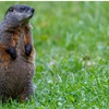 【暮らし】春はもうすぐそこ？Groundhog Dayってなに？