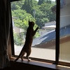 猫を室内で飼うための対策　～網戸をペットディフェンスに取り換える～