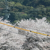 名残の桜～広島