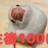 生後約１００日が過ぎました