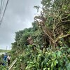日曜日の地域の清掃で電柱にかかる木を切っていきました