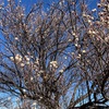 八幡山の梅　桜はまだ