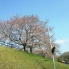 桜の朝と夕