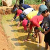 東校田植え体験・学校給食職員研修