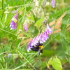 クサフジの花にクマバチ