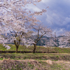 折れてなお咲く桜