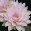 ギムノカリキウムの花。2019年の花が咲いた時の写真。ペンタカンサの八重咲きってあるのかしら？