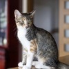 甘えん坊で人懐っこいレア＆ベイク子猫兄妹  9/15参加予定