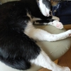 寝にくくないものなのか