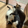 保護猫譲渡に関する最新情報
