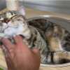 キャットタワーで寛ぐあんころもち特集32