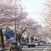 水戸さくら通りの桜並木・・