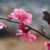 紅梅の花、早過ぎ!?