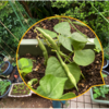 夏野菜へ変わった玄関横の菜園