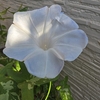 朝顔のその後③
