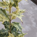 ラクに楽しく生活するためのアレコレ