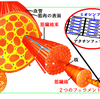 筋肉は伸びる？