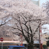 いつもの桜