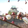 大阪城　梅林　梅の花が咲き始めました