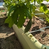 2024年9月9日　ゴーヤ 愛情こめて育てる家庭菜園の醍醐味