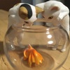 【ガチャ活】【猫と金魚4種 発売元株式会社キタンクラブ 】