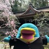 吉野水分神社ふたたび！最高の桜に絶句ペンギンだ！(吉野お花見の旅その5)(186)