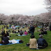  昭和記念公園で花見