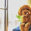 犬と一緒に賃貸物件で暮らす際の注意点