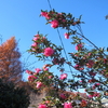 青空と山茶花