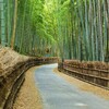 京都　向日の竹林　竹の径