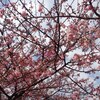  三浦の河津桜