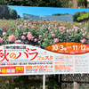 🌹✨ 神代植物公園の秋のバラフェスタレポート！たなしぐらしの花と感動の日🍁