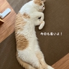 雨田甘夏、センスです。【猫とカラーと尖塔事情】